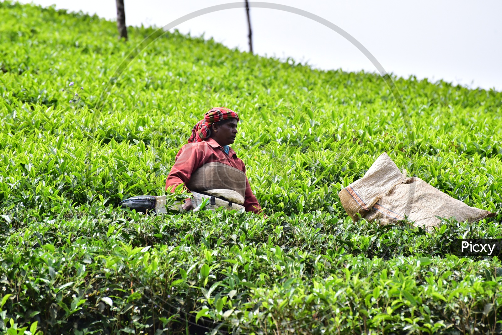 Female worker Collecting Tea Leaves in Munnar Tea Plantations