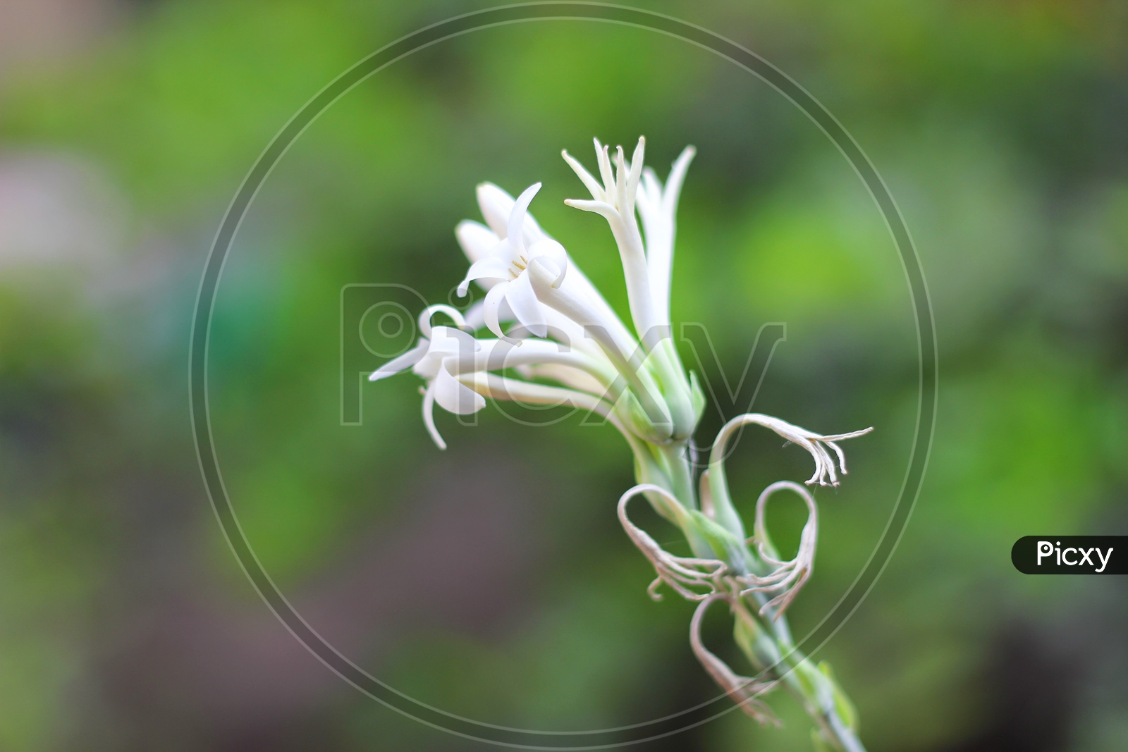 Tuberose Flower Closeup Shot