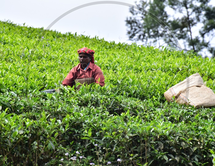 Female worker Collecting Tea Leaves in Munnar Tea Plantations