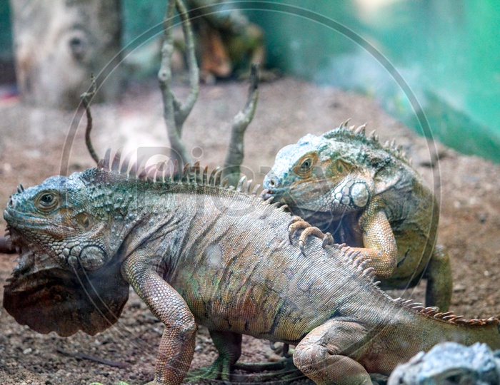 Fan Throated Lizards  in a Zoo Closeup Shot