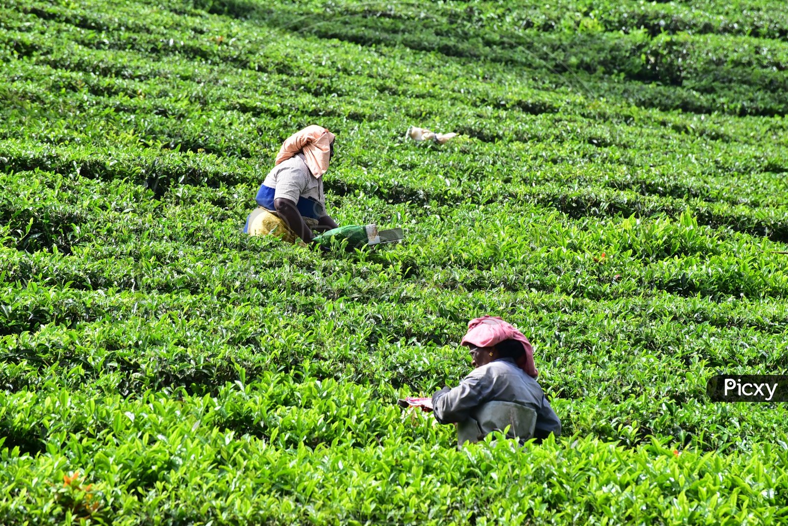 Woman working at Munnar Tea Plantations
