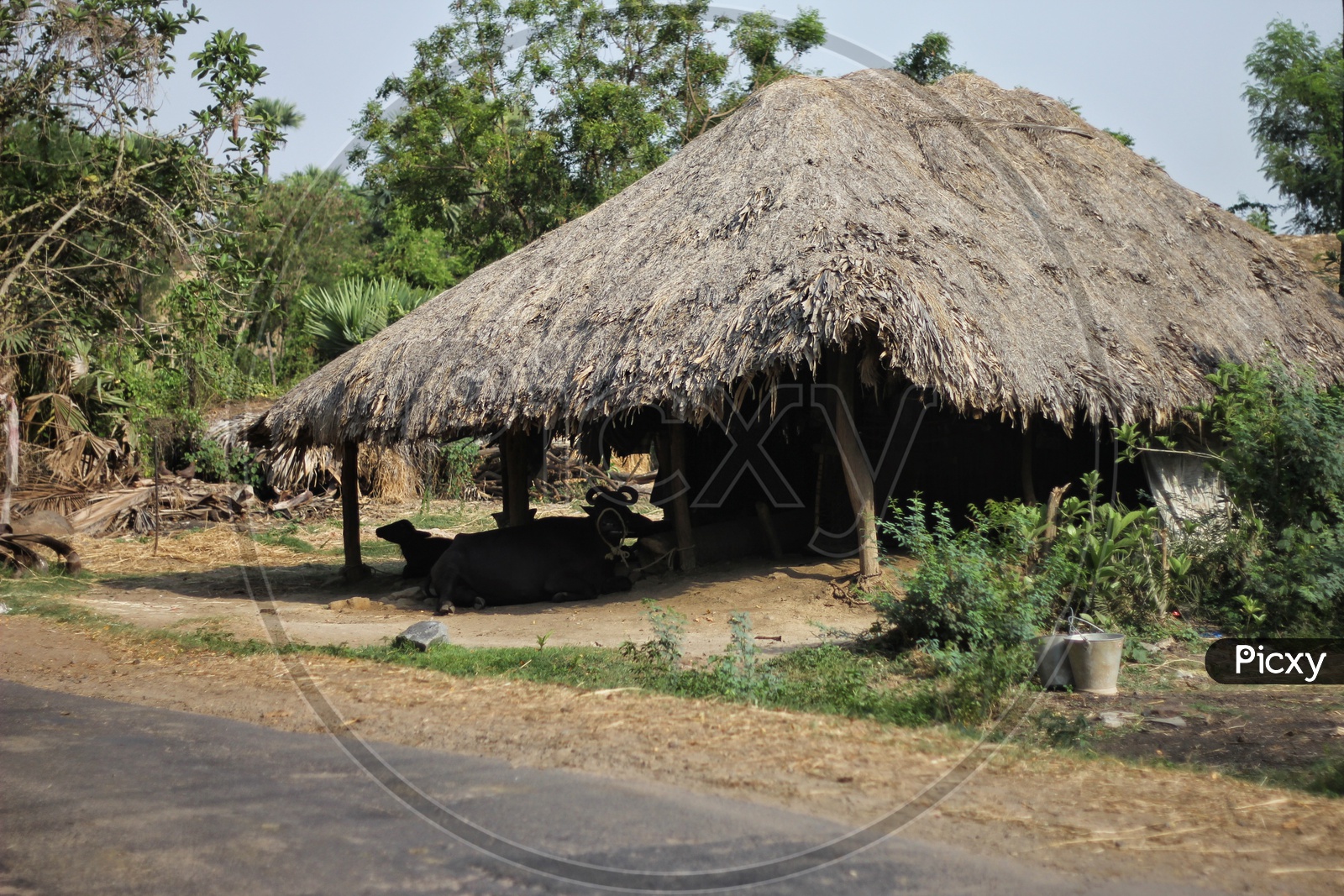 A Thatched Roof Huts In Villages Of Andhra Pradesh in Which  Cattle Will Be Taking Shelter