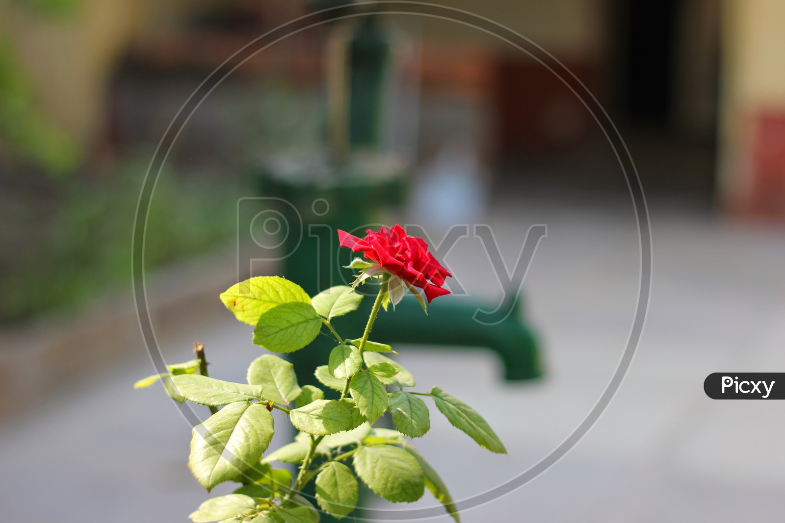 indian rose Flower Closeup Shot