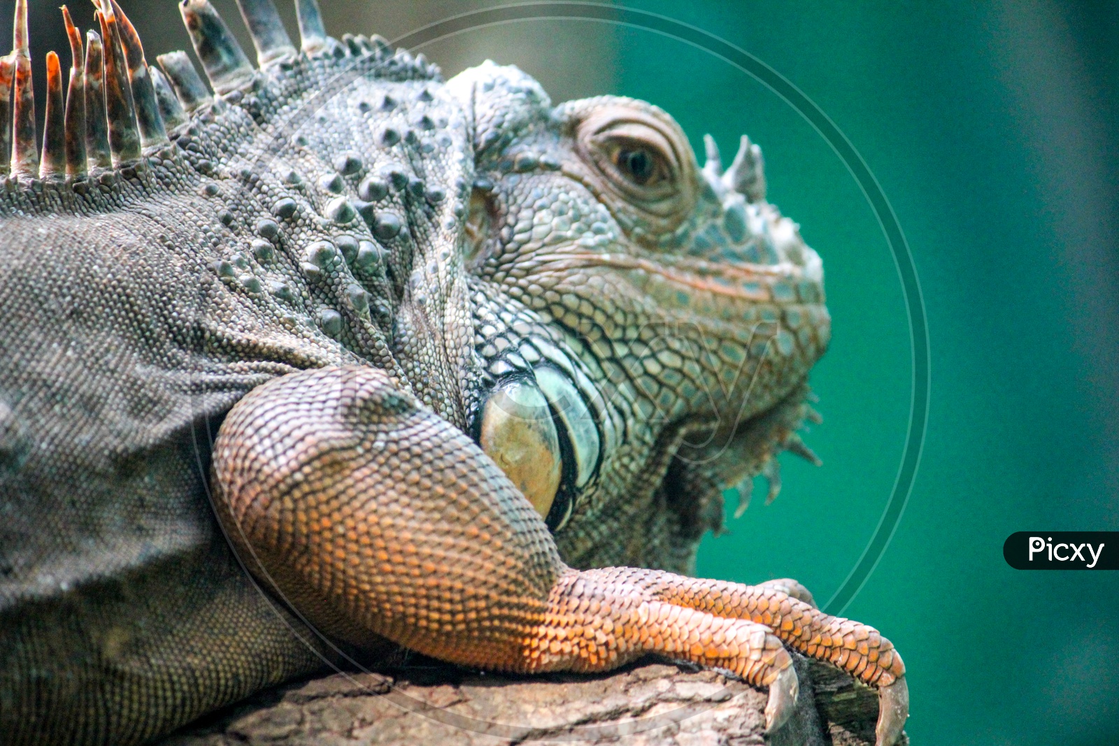 Fan Throated Lizard in a Zoo Closeup Shot