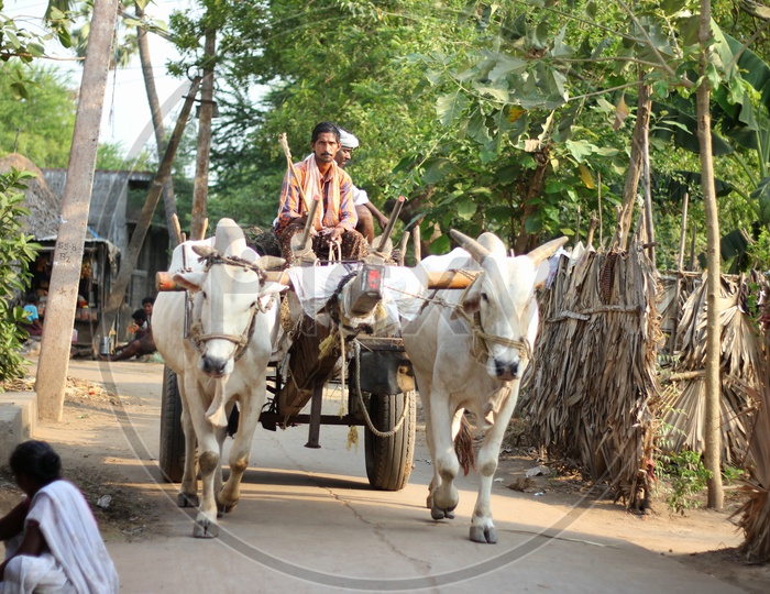 A Indian  man Riding a Bullock Cart On Streets in Villages Of Andhra Pradesh