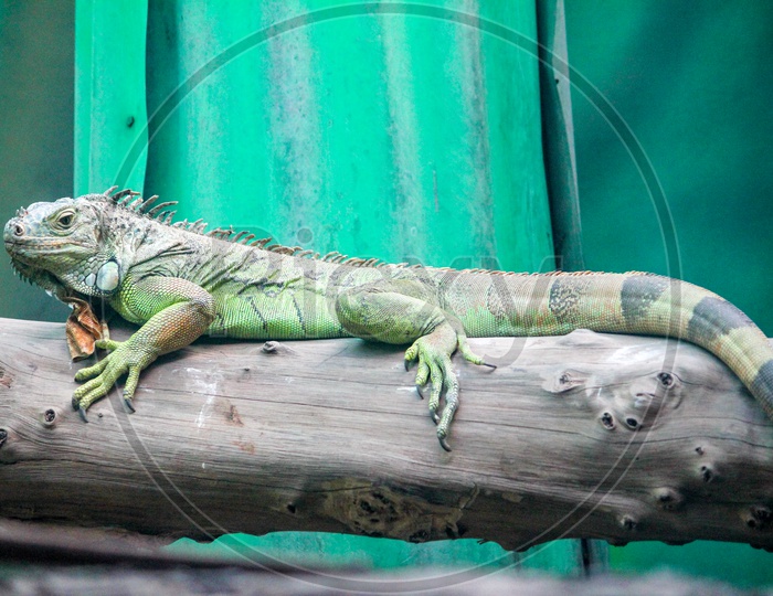 Fan Throated Lizard in a Zoo Closeup Shot