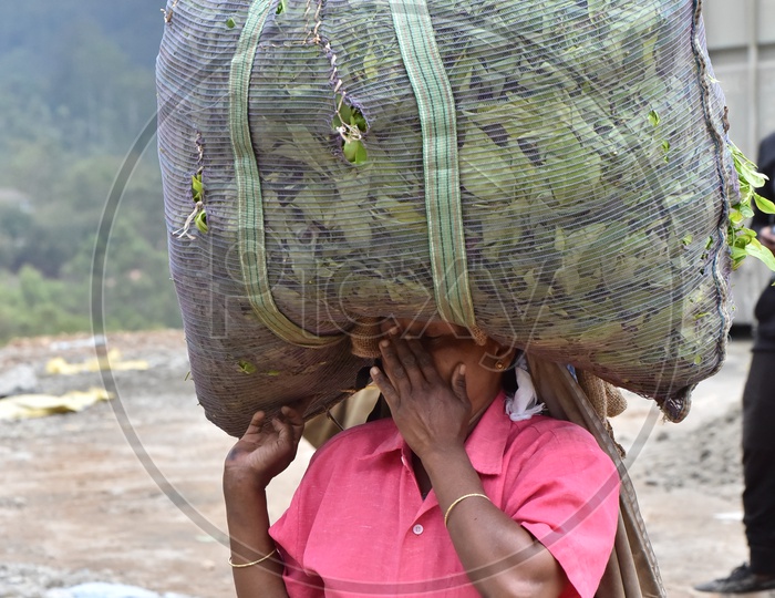 Female Worker with Tea Bag on head in Munnar Tea Plantations