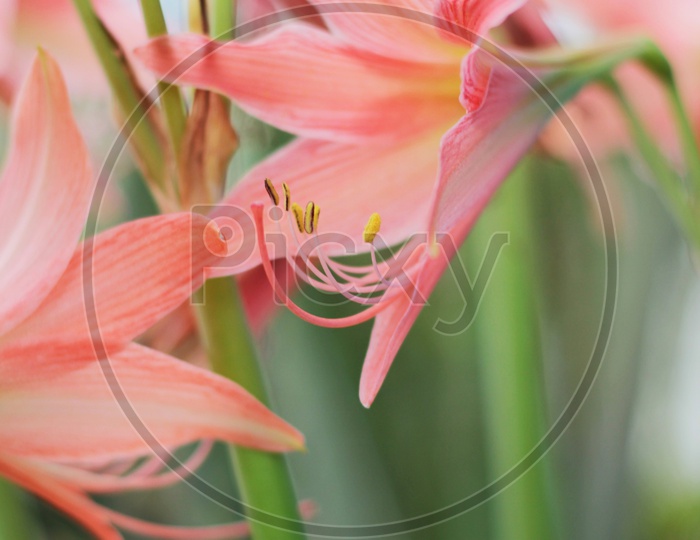 Jersey lilies/Amaryllis belladonna/flowers