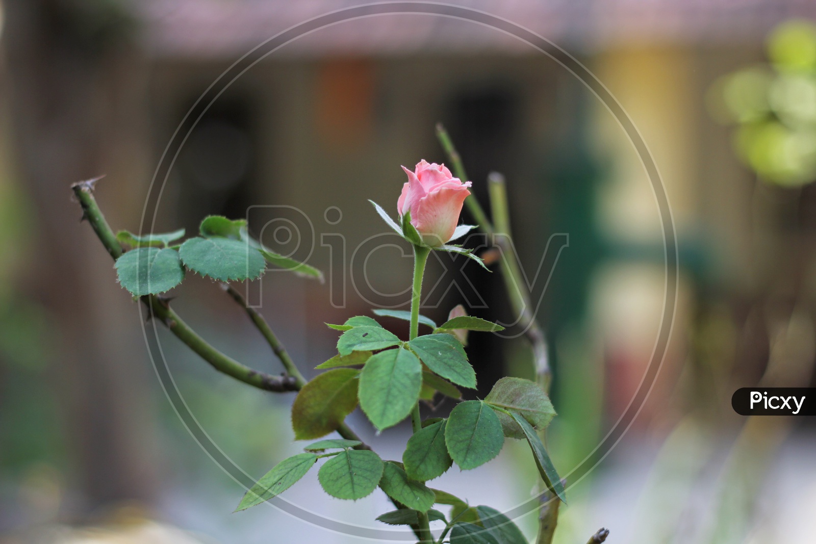 Indian Pink Rose Flower On Tree Closeup Shot