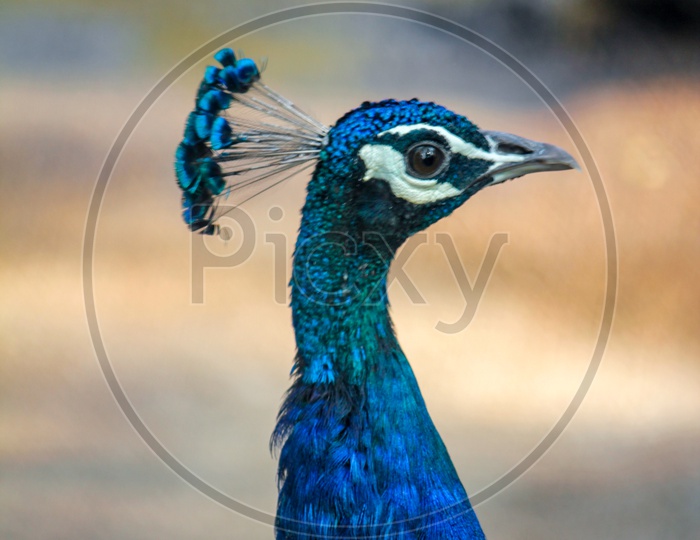Peacock Neck and Head CLoseup Shot