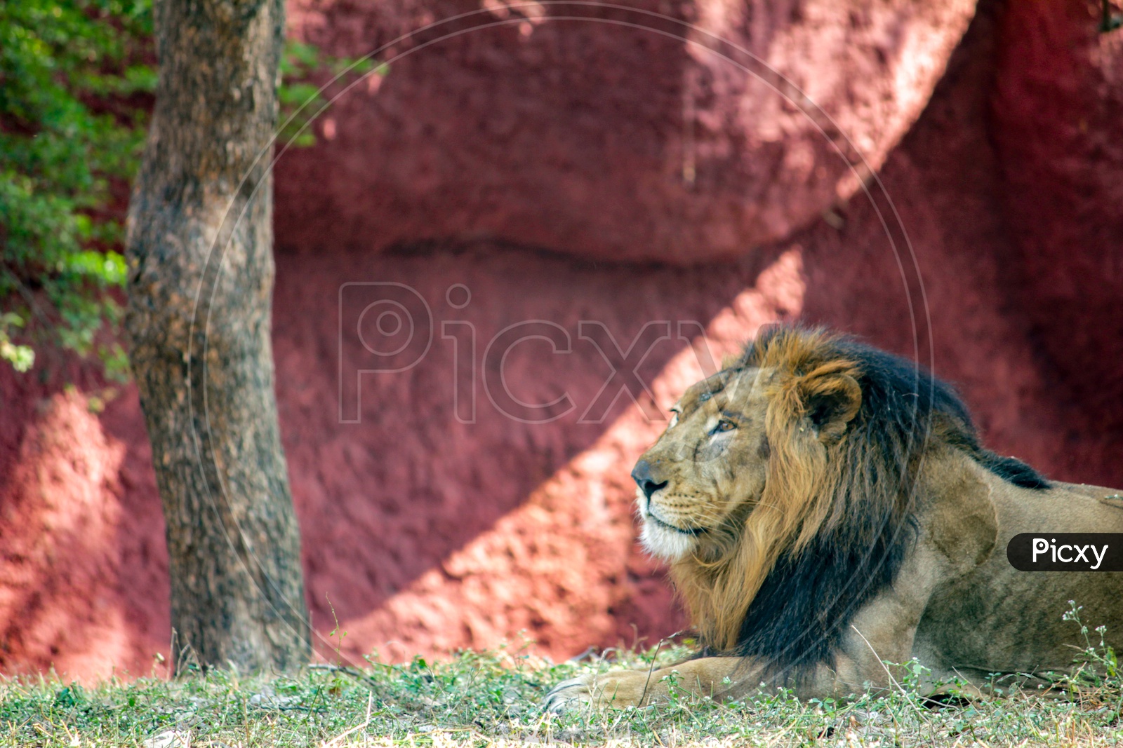 An Indian Male Lion Sitting Under  a  Tree In Zoo