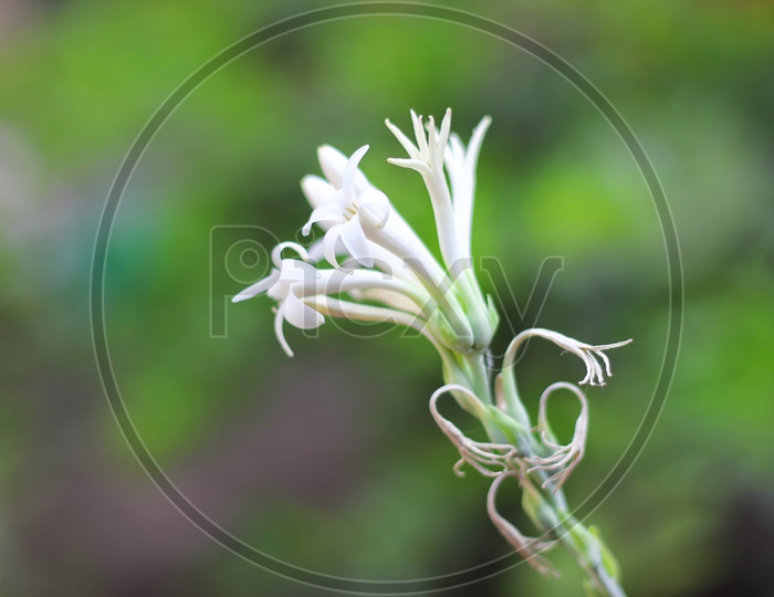 Tuberose Flower Closeup Shot