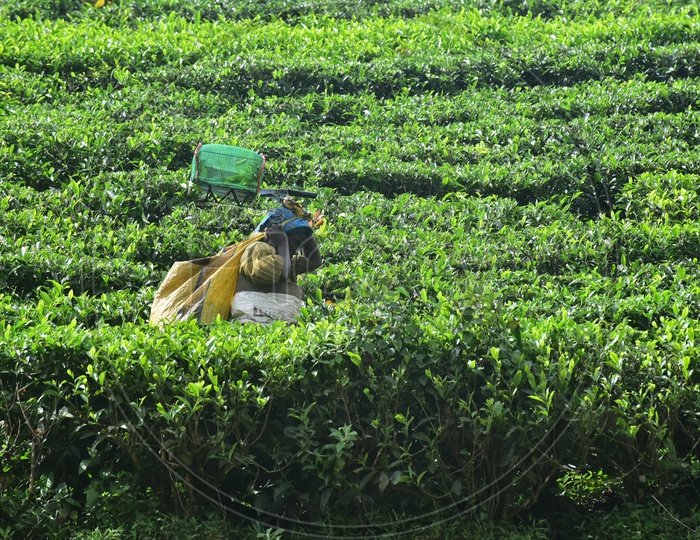 Woman working at Munnar Tea Plantations
