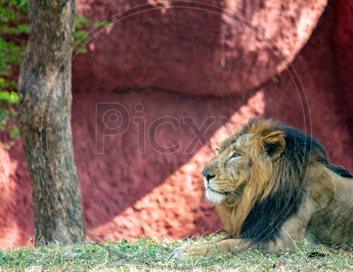 An Indian Male Lion Sitting Under  a  Tree In Zoo