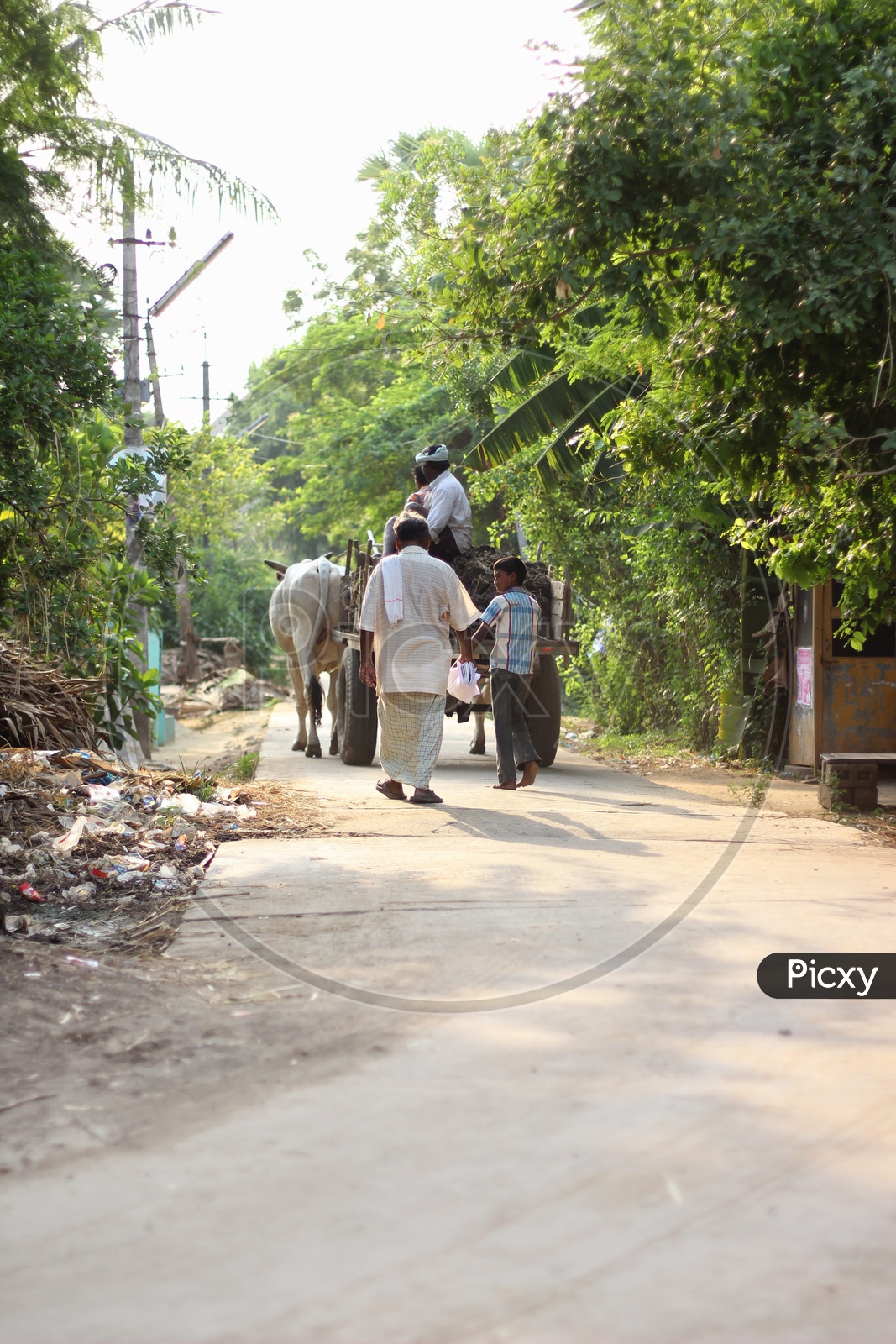 A Father And Son Walking along The Streets Of Village In Andhra Pradesh With a Bullock Cart  in Front of them