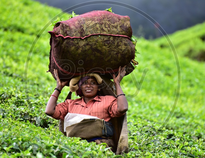 Female worker carrying Tea Bag on her Head in Munnar Tea Plantations