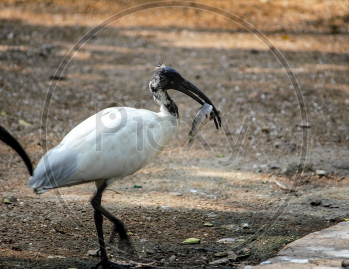 Grus Nigricollis / Black necked Crane in a Zoo