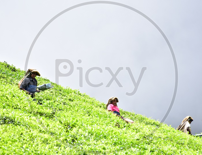 Female Workers Collecting Tea Leaves in Munnar Tea Plantations
