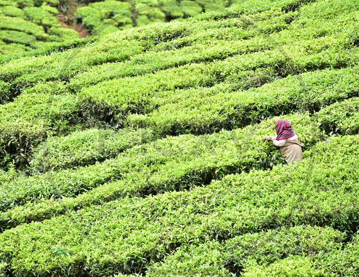 Female Worker Collecting Tea Leaves in Munnar Tea Plantations