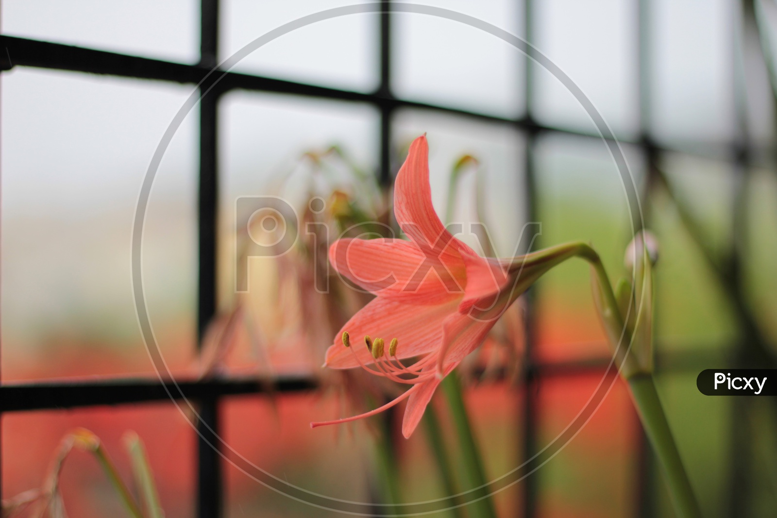 Jersey lilies/Amaryllis belladonna/flowers