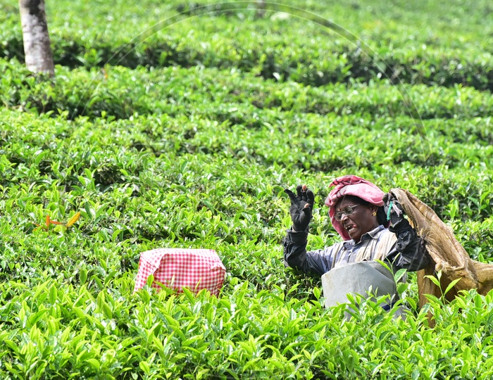 Female Workers Collecting Tea Leaves in Munnar Tea Plantations
