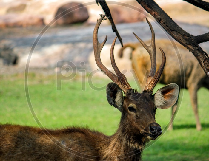 A Wild Horned Deer in a Zoo