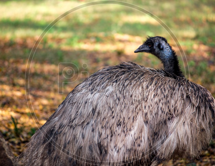 An Ostrich Bird in Zoo