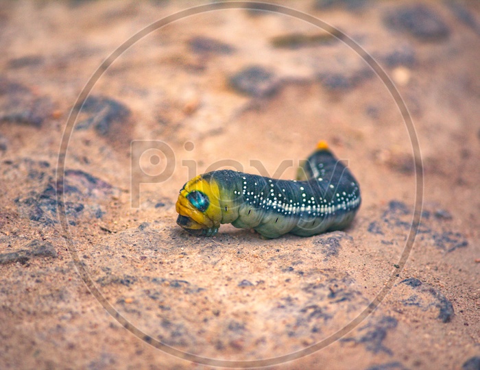 Caterpillar Of  a Common Shallow Tail Larva Closeup Shot