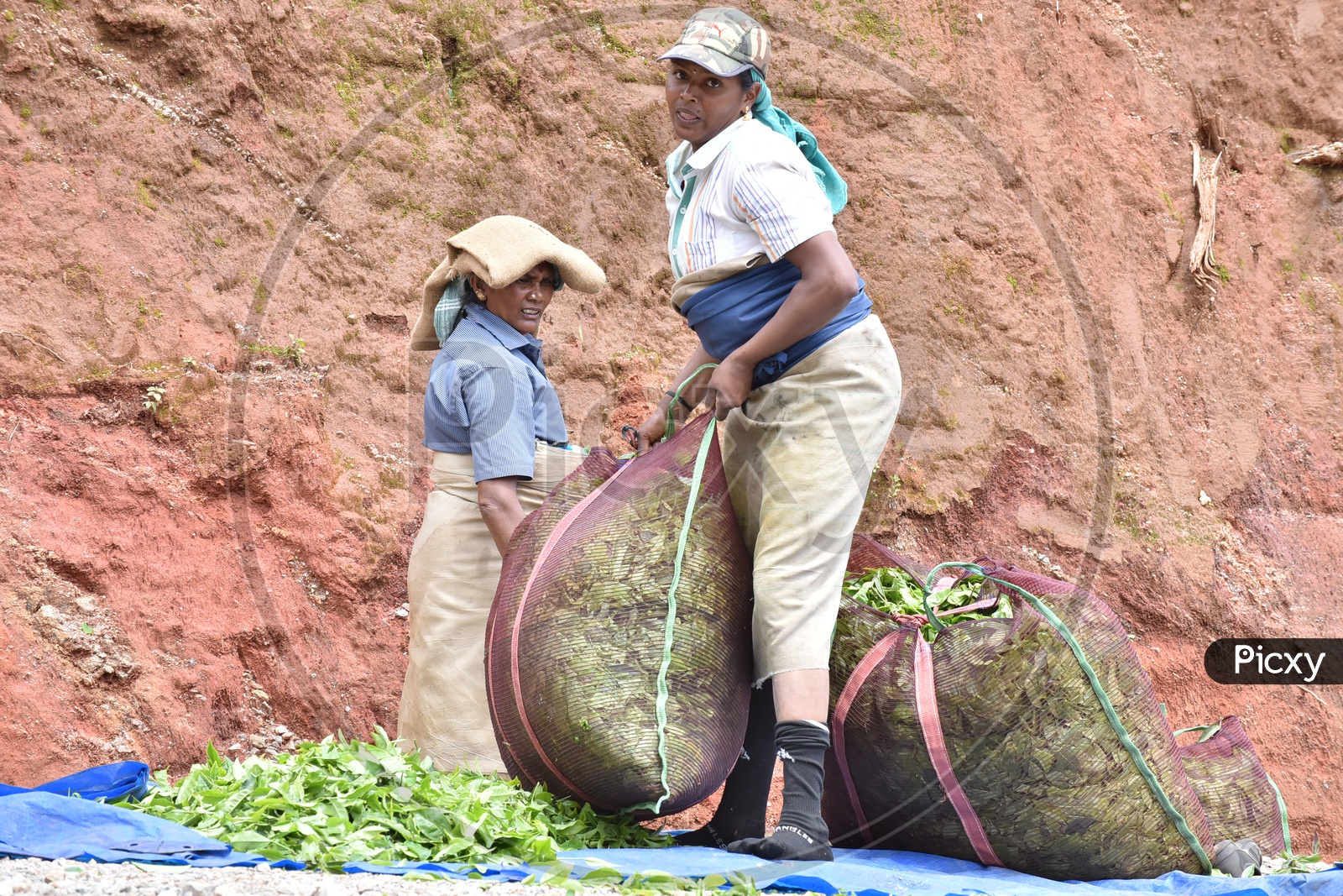Indian Woman Workers in Tea Plantation With The Freshly Harvested Tea Leaf Bags In Munnar