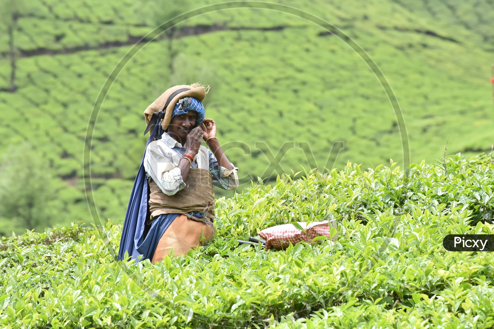 Indian Tea Plantation Woman Worker In Munnar