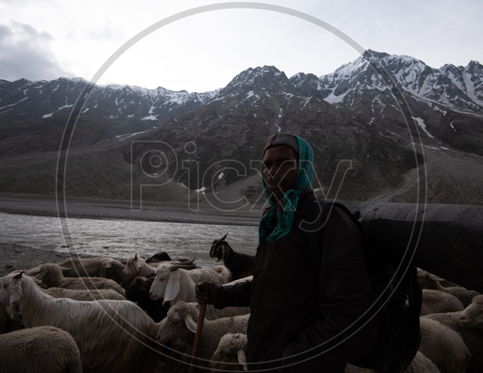 Cattle / Sheep  with their Shepard Spotted On Roads Of Leh / Ladakh