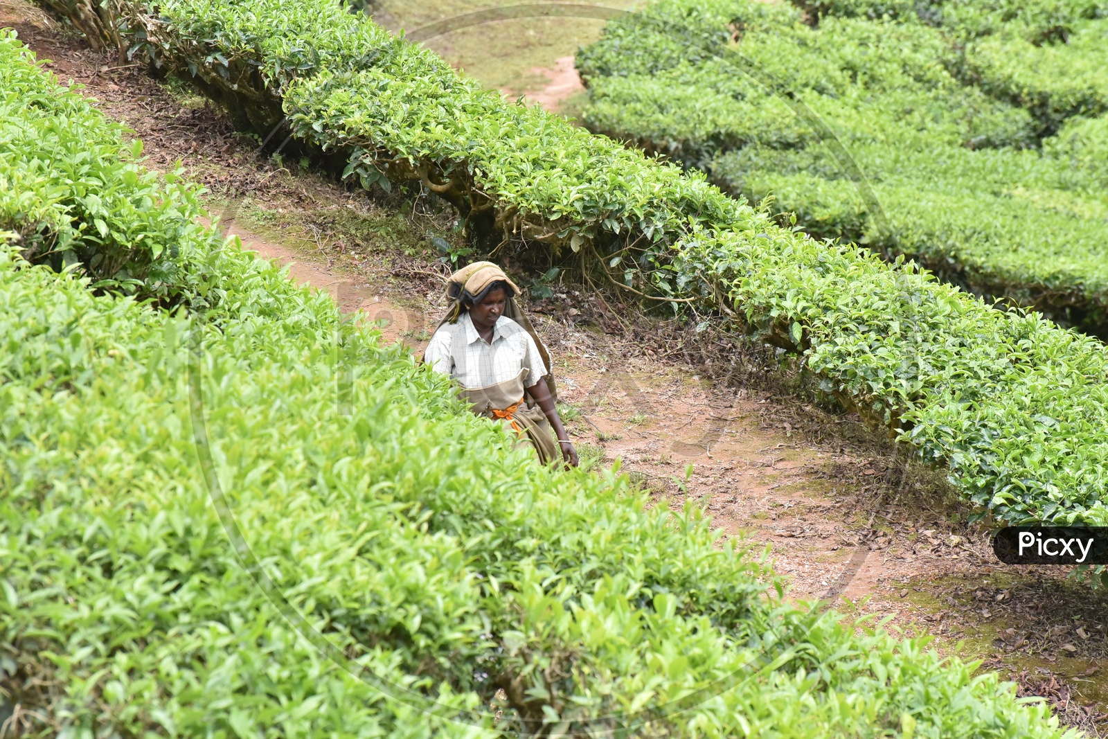 Indian Woman Workers Of Tea Plantation in Munnar Walking in Tea Plantations With Bags On Their