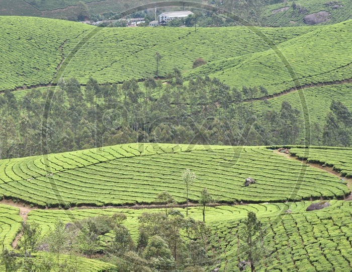 Beautiful Landscape of Munnar mountains covered with Tea plants