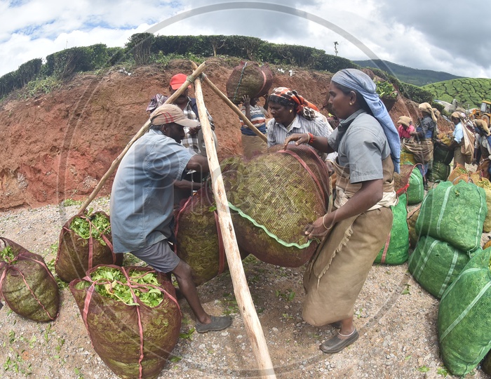 Tea Plantation Workers Weighing Freshly Harvested Tea Leaves in Munnar Tea Plantation