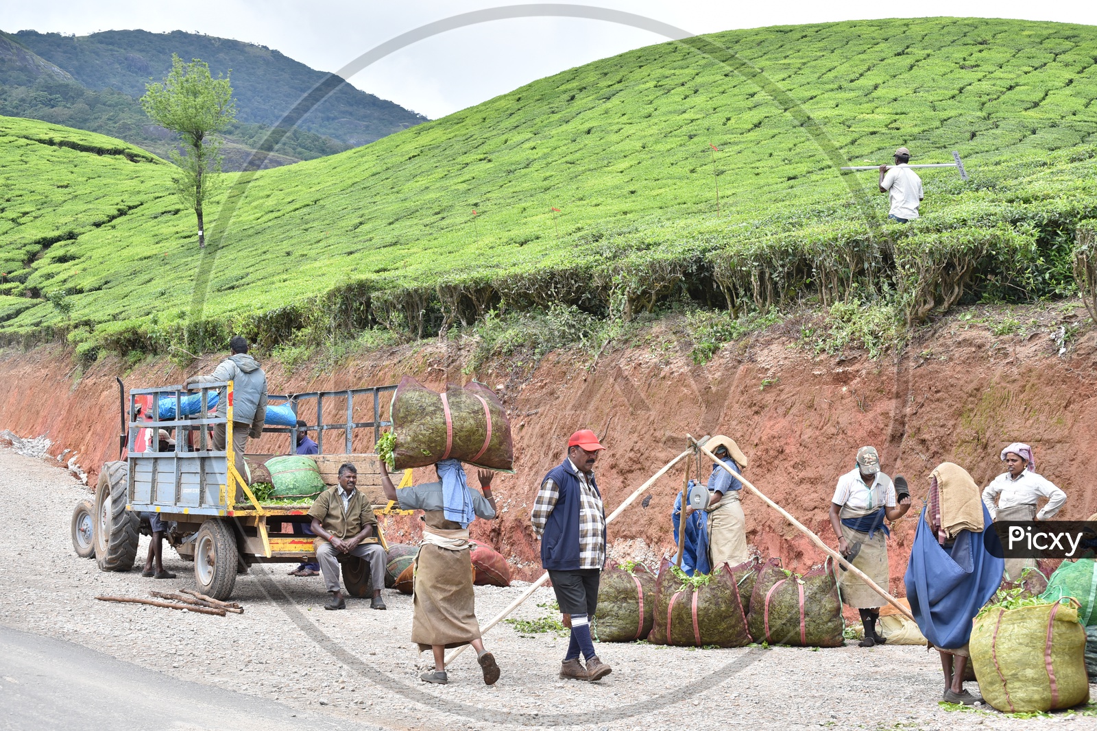 Tea Plantation Workers Weighing The Harvested Tea Leaves and loading them in Transport Vehicles