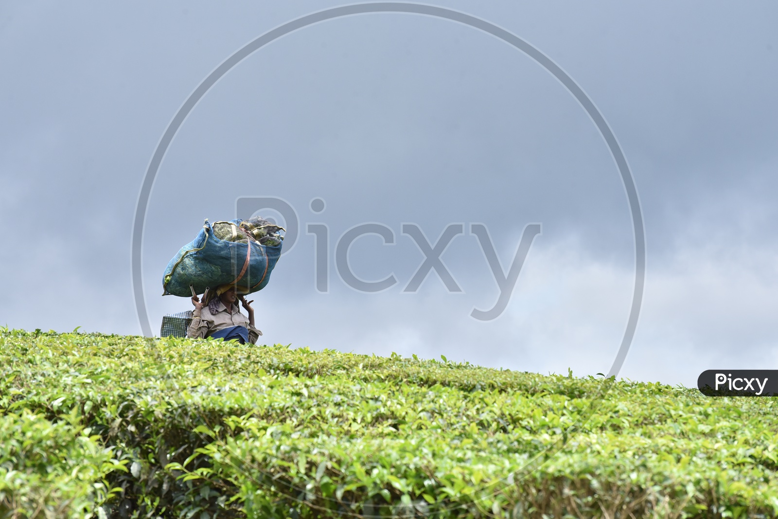 Woman/Female worker Collecting Tea Leaves in Munnar Tea Plantations