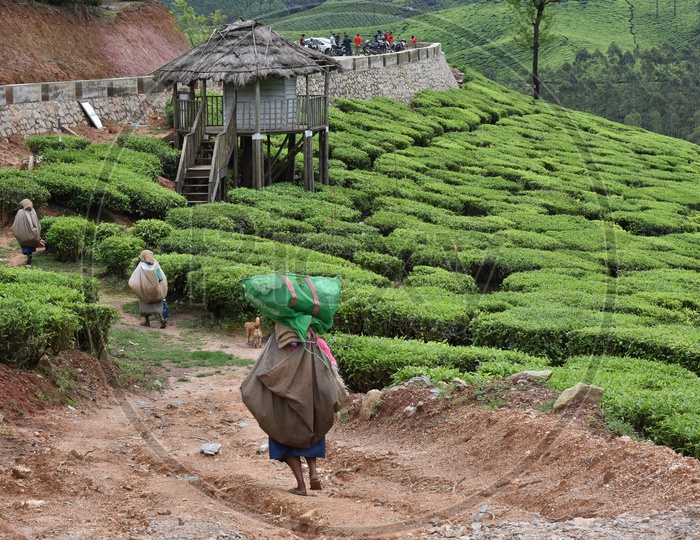 Local Workers in Tea Plantations Of Munnar Carrying the Bags Of Freshly Harvested Tea Leaves