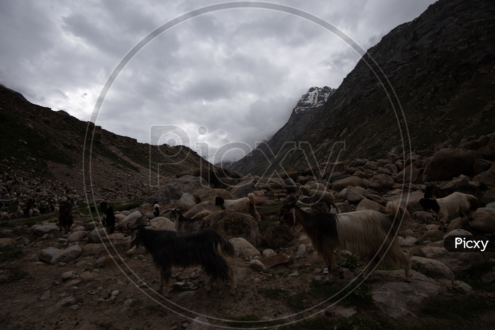 Goats / Cattle in the River valleys Of Leh / Ladakh