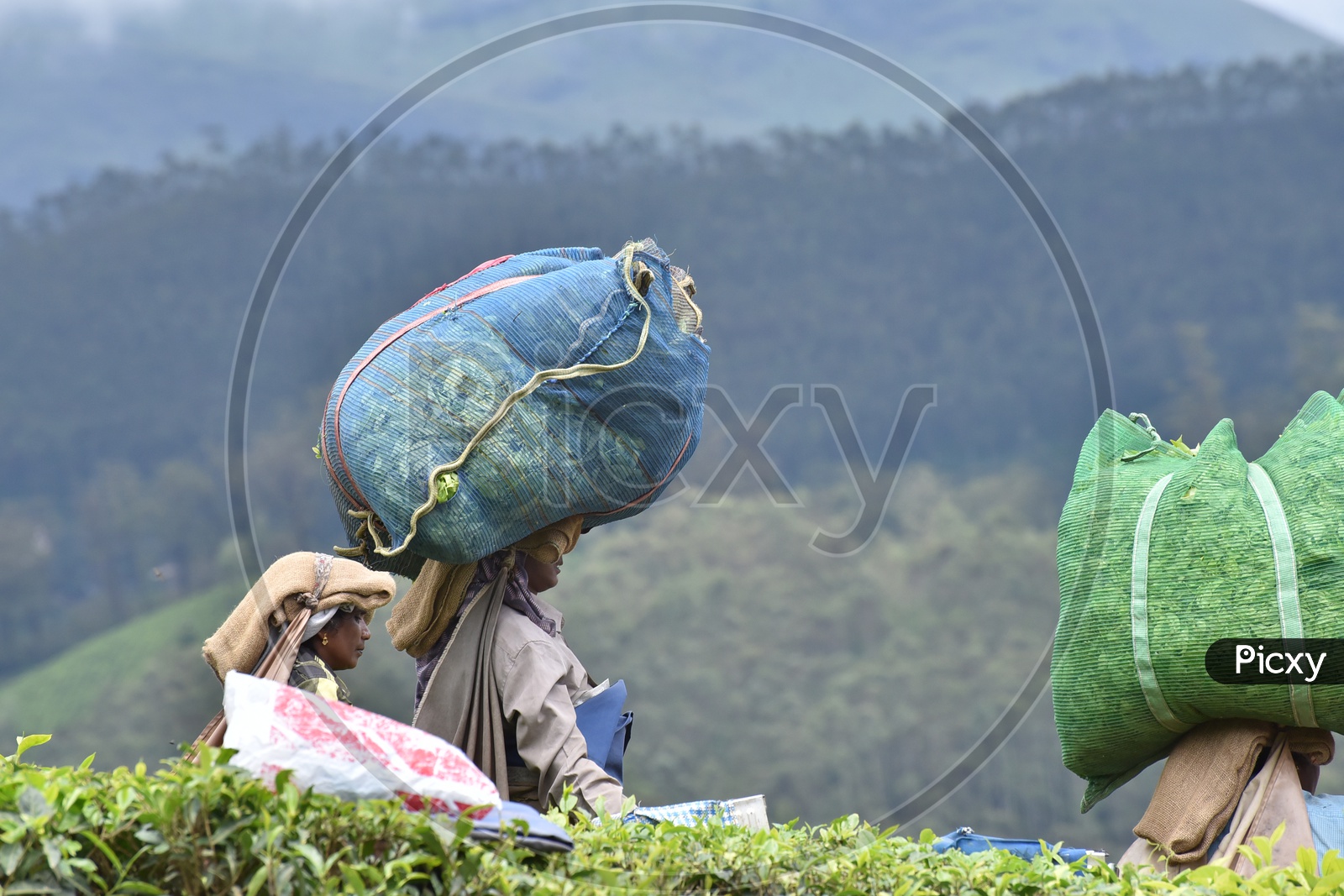 Women/Female workers Collecting Tea Leaves in Munnar Tea Plantations