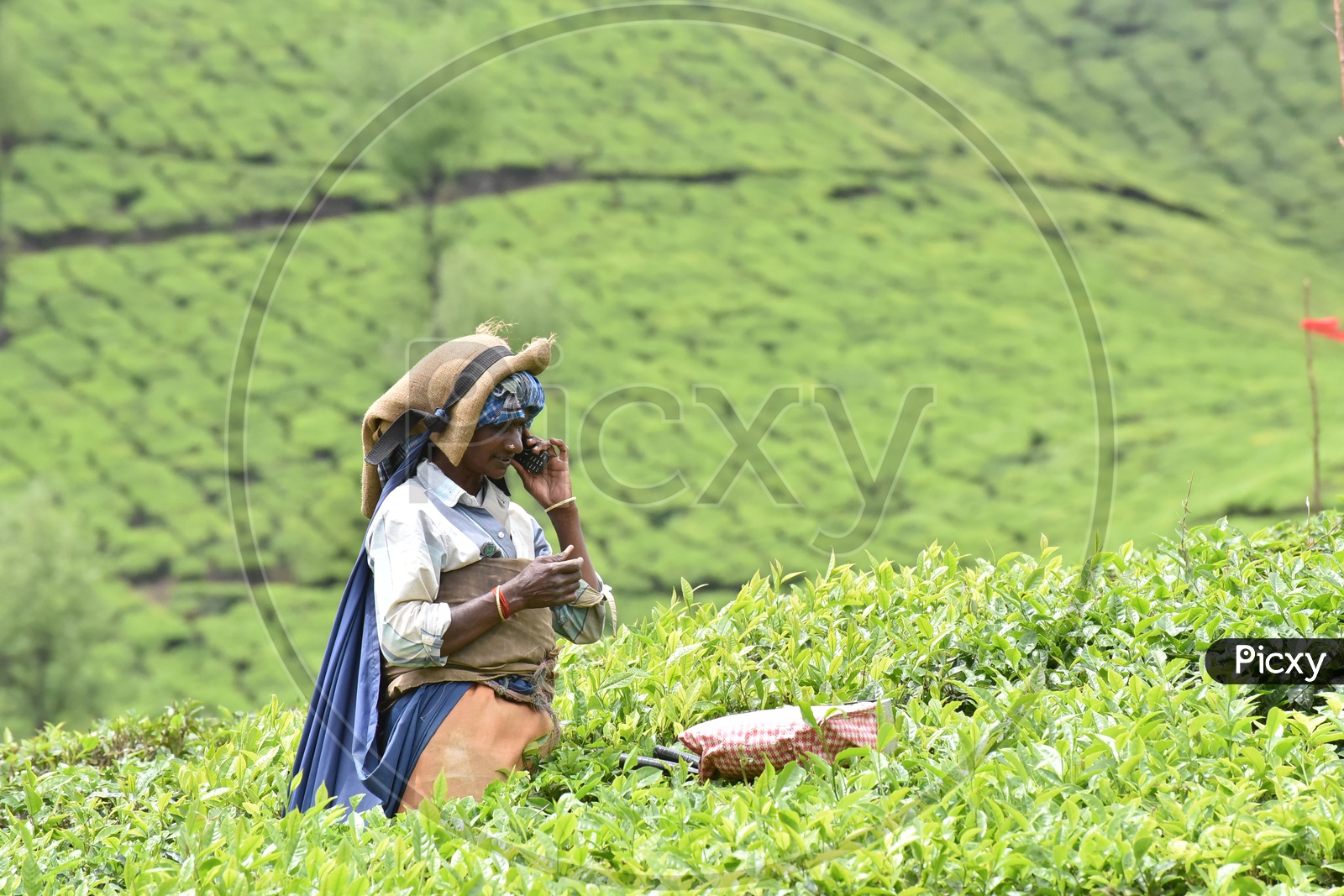 Indian Tea Plantation Woman Worker In Munnar  Spotted Talking in Phone