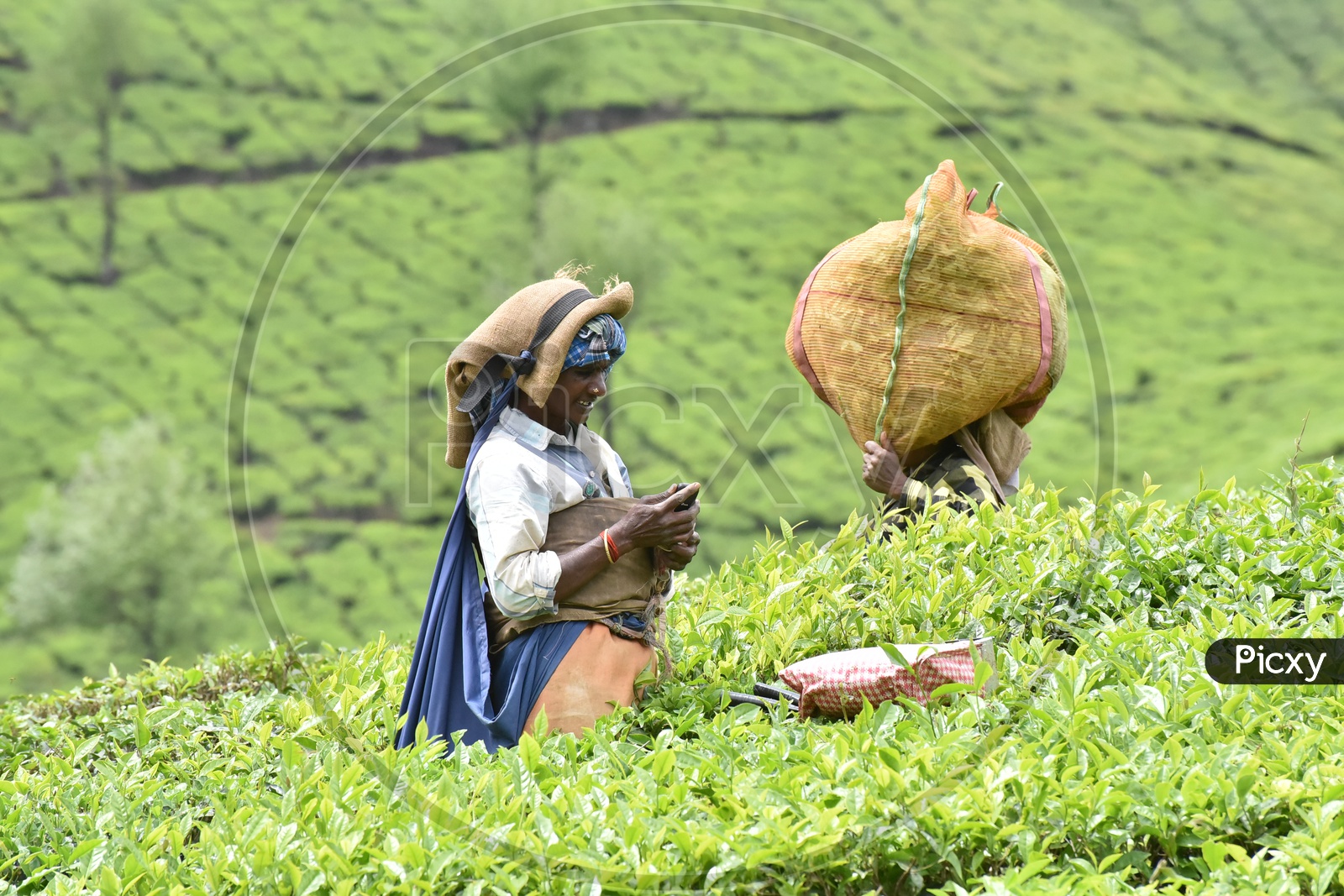 Indian Tea Plantation Woman Worker In Munnar  Spotted Using  Phone