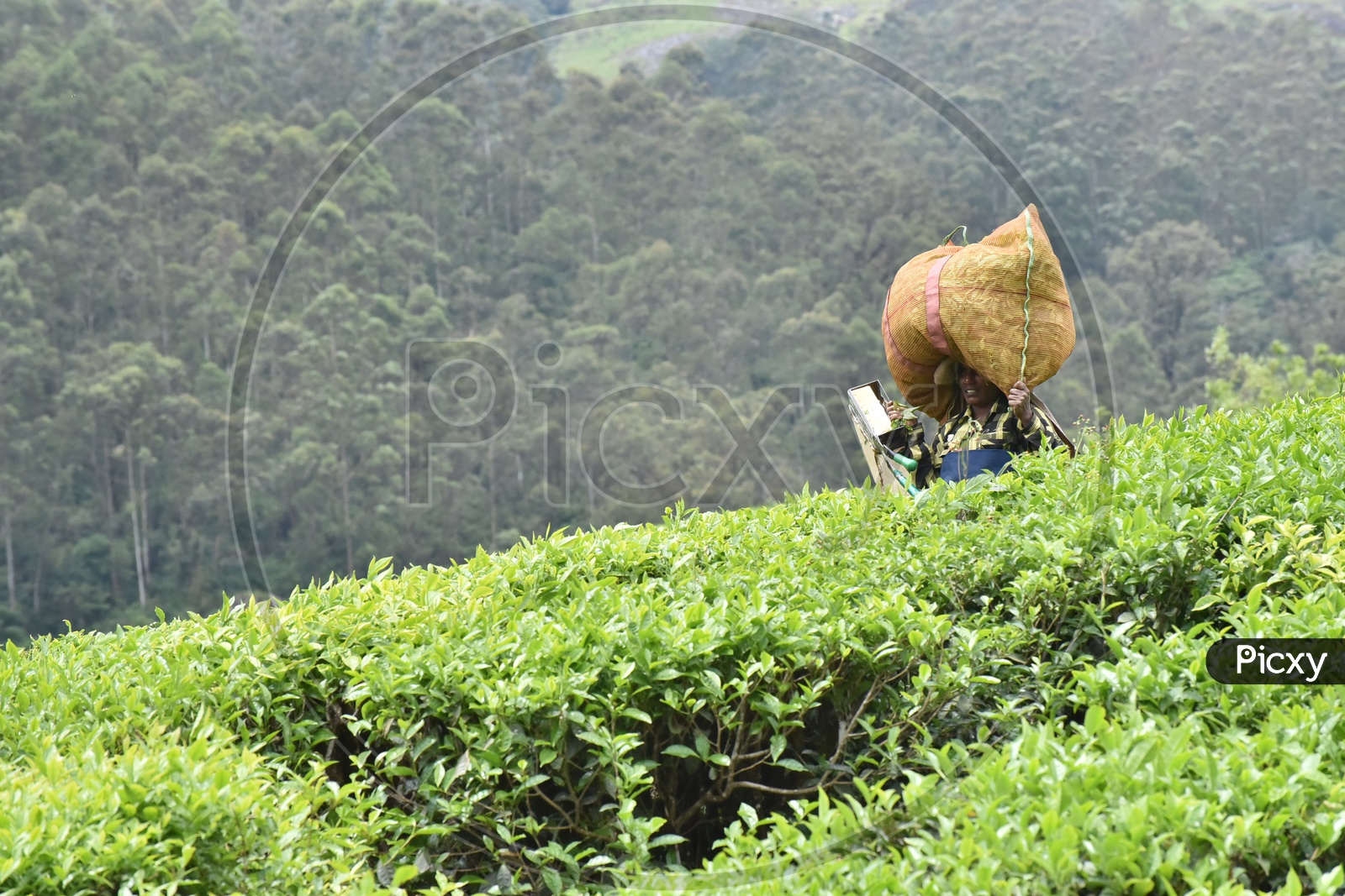 A Woman Worker Of Tea Plantation Carrying a Bag Of Freshly Harvested Tea Leaves On Her Head in Tea Plantation Of Munnar