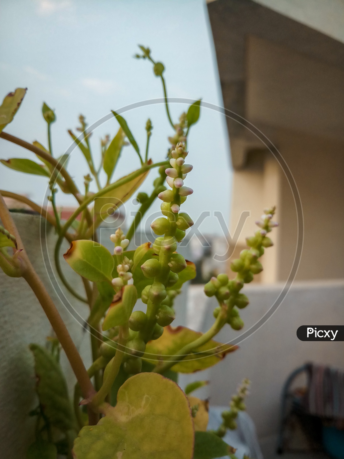 A Catacus Plant  in a Pot Closeup Shot