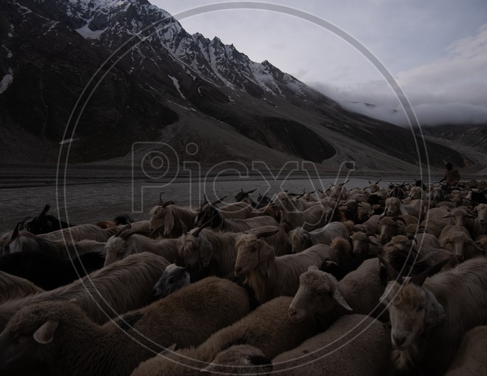Cattle / Sheep On Roads Of Leh / Ladakh