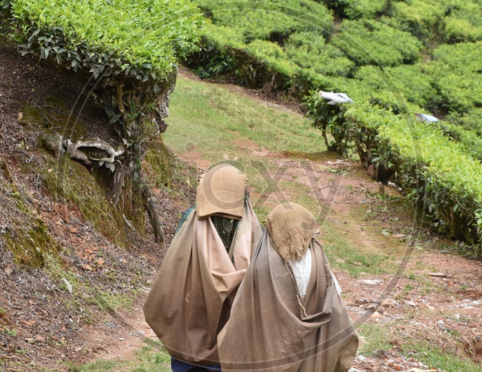 Indian Woman Tea Plantation Workers in Munnar with Bags On Their Back Walking