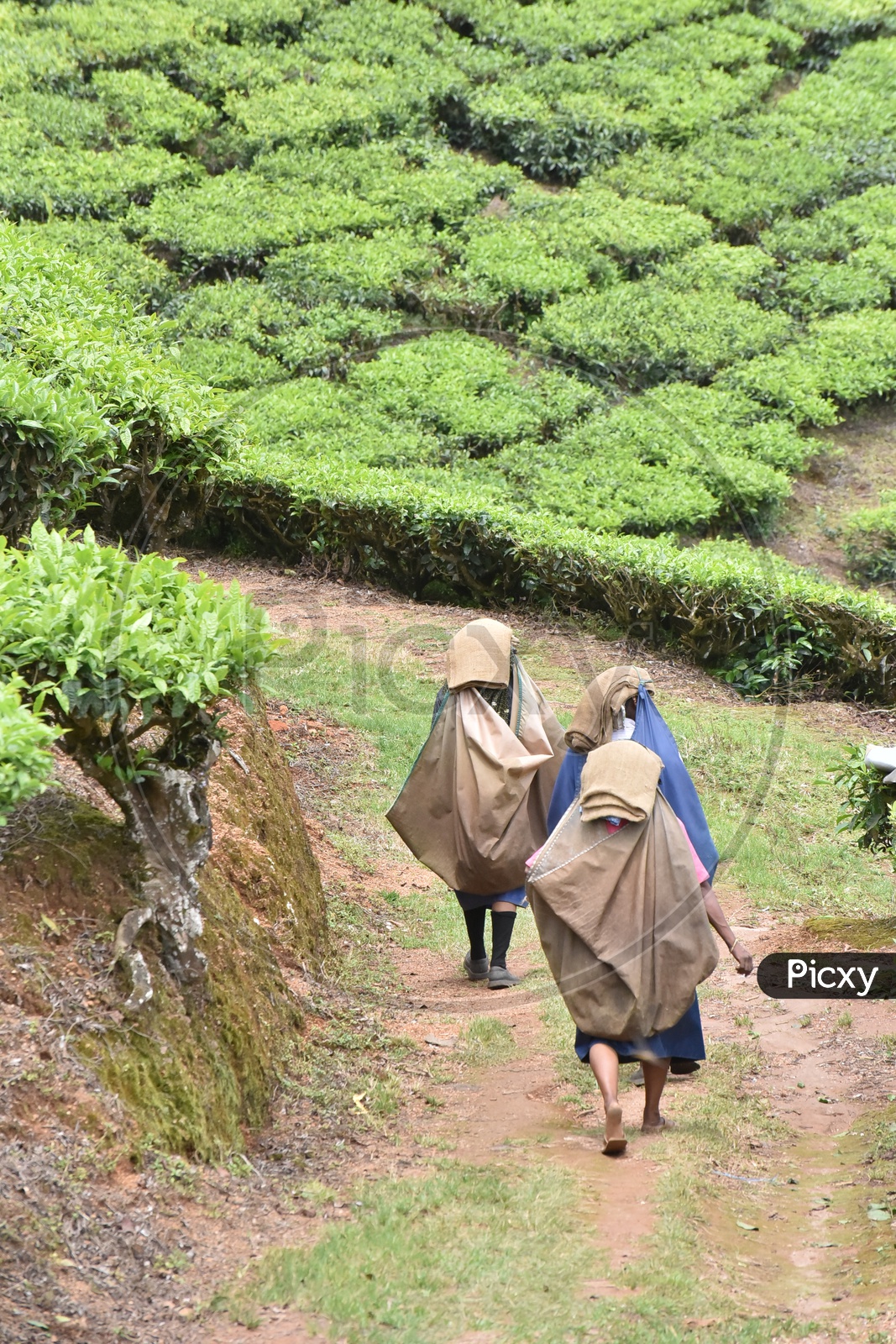 Indian Woman Workers Of Tea Plantation in Munnar Walking in Tea Plantations With Bags On Their