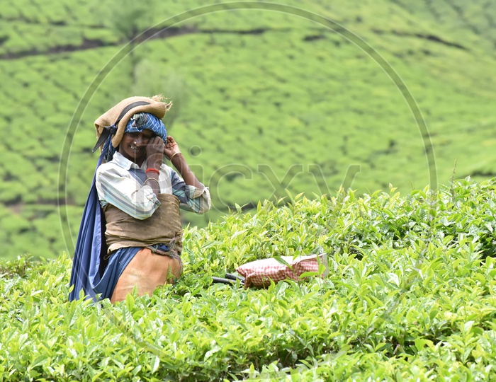 Indian Tea Plantation Woman Worker In Munnar