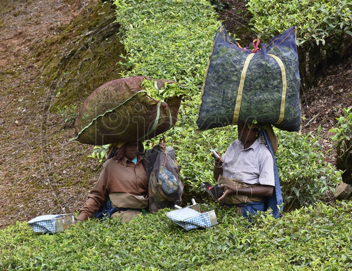 Women at Munnar Tea Plantations
