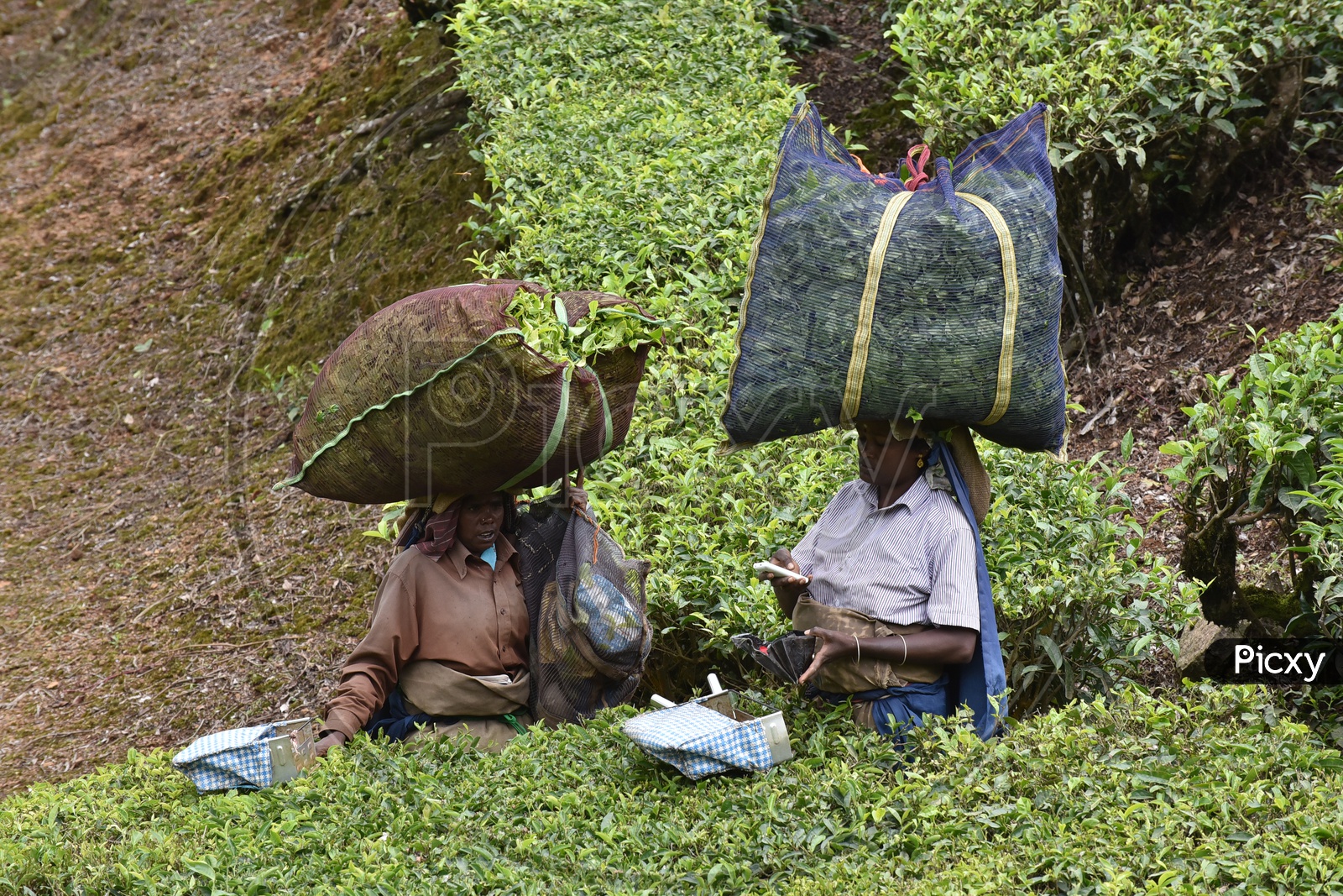 Women at Munnar Tea Plantations