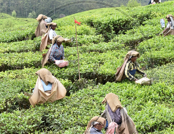 Women/Female workers Collecting Tea Leaves in Munnar Tea Plantations